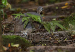 Image of Solitary Tinamou