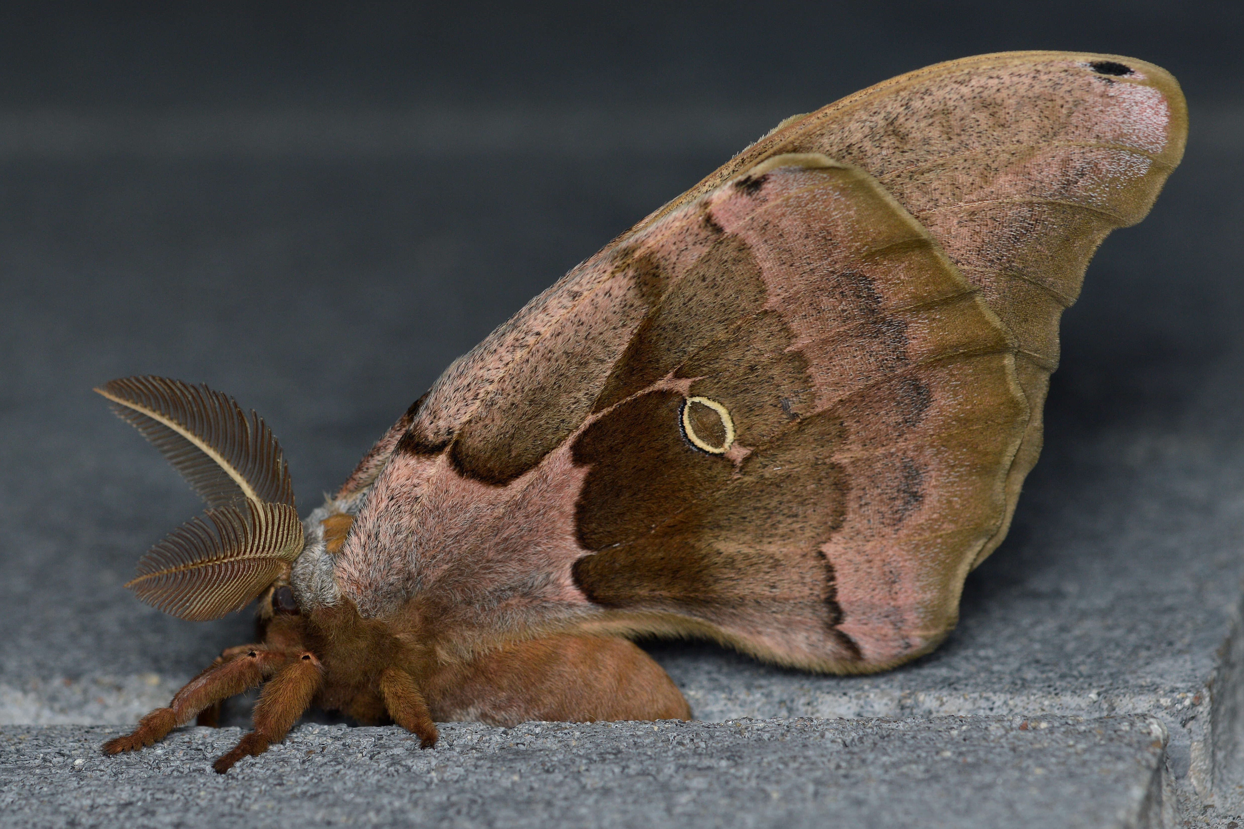 Image of Antheraea subgen. Telea Hübner (1819)