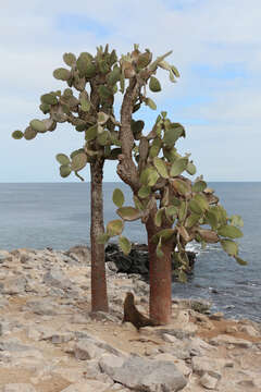 Image of Galapagos Sea Lion