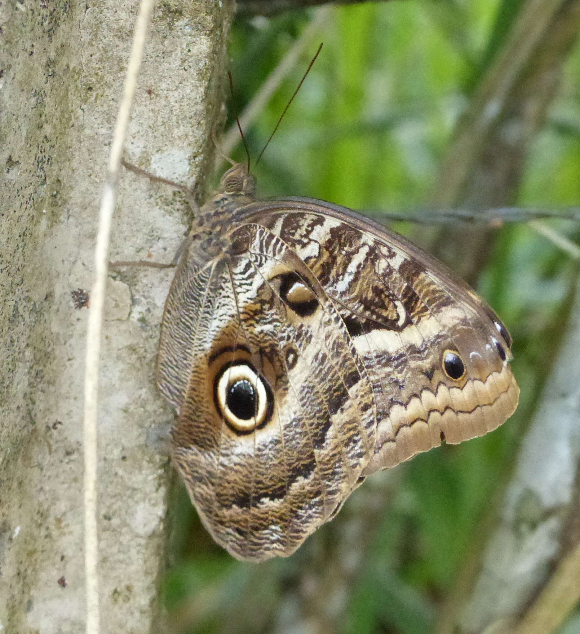 Image of Caligo teucer Linnaeus 1758