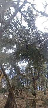 Image of Chinese yew