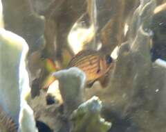 Image of Black-barred squirrel fish