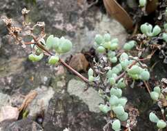 Imagem de Oscularia piquetbergensis (L. Bol.) H. E. K. Hartm.