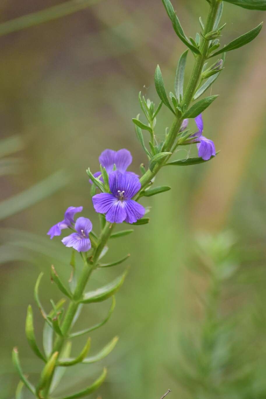 Слика од Stemodia florulenta W. R. Barker