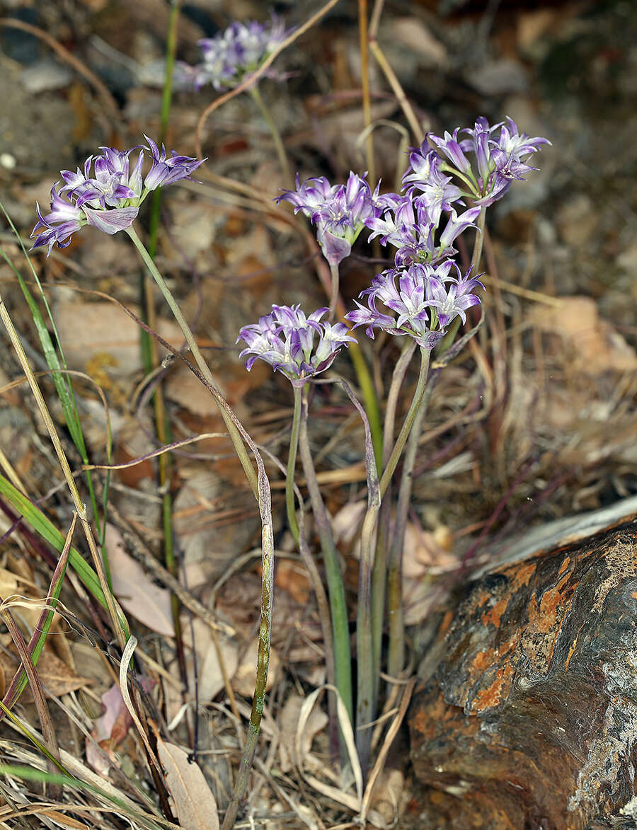 Image of Abrams' allium