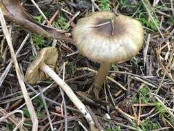 Image of Inocybe fuscodisca (Peck) Massee 1904