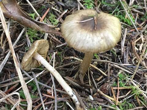 Image of Inocybe fuscodisca (Peck) Massee 1904