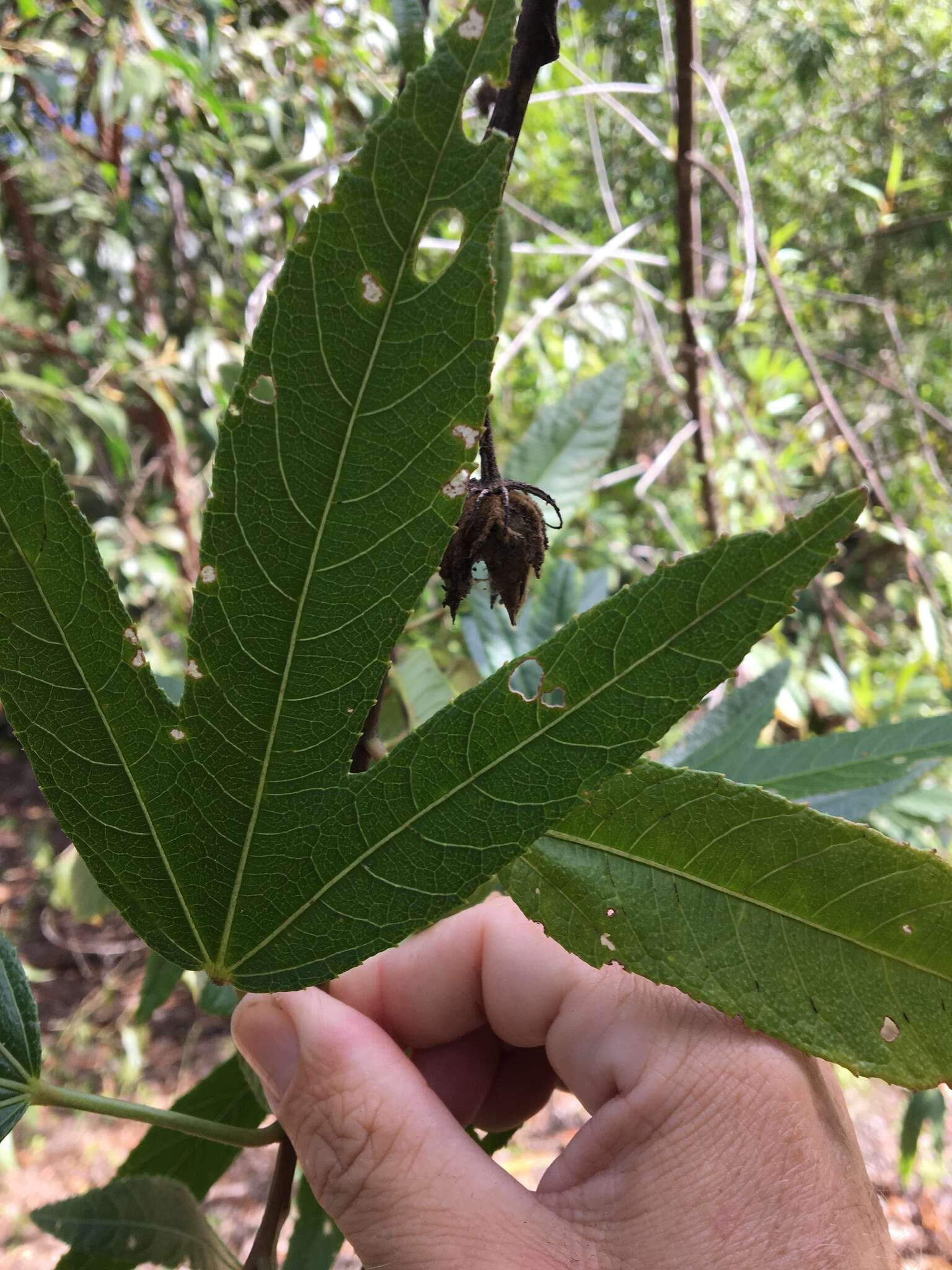 Image of Hibiscus heterophyllus Vent.