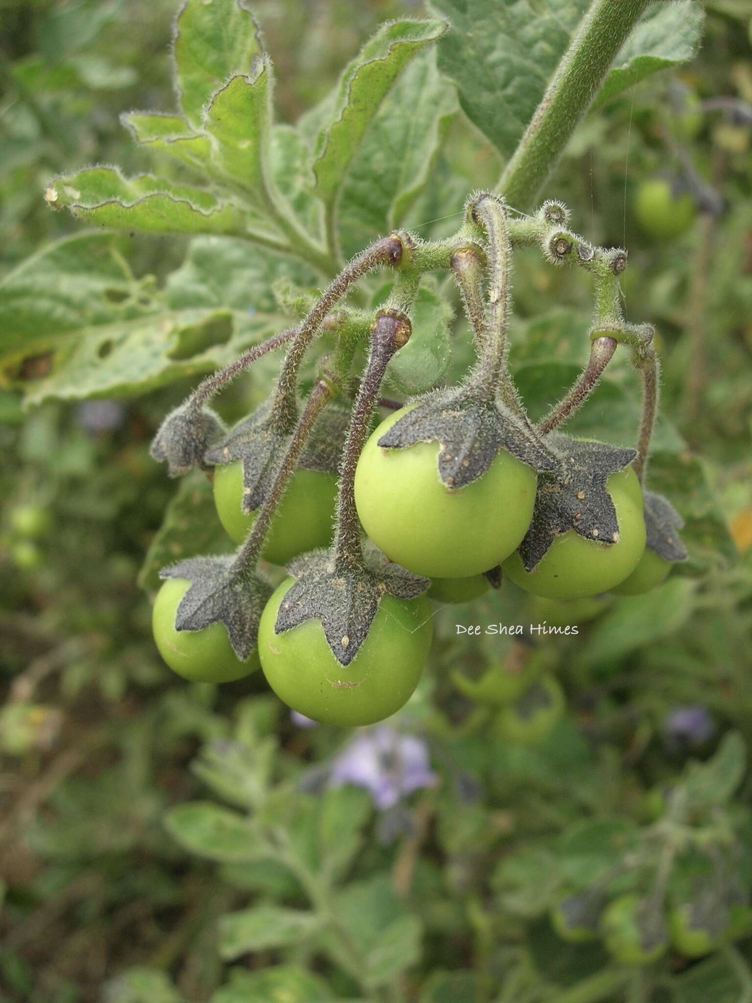 Image of Solanum umbelliferum var. wallacei
