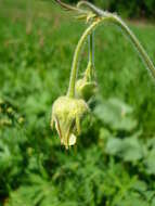 Image of Geum intermedium Ehrh.