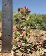 Image of Rattan's monkeyflower