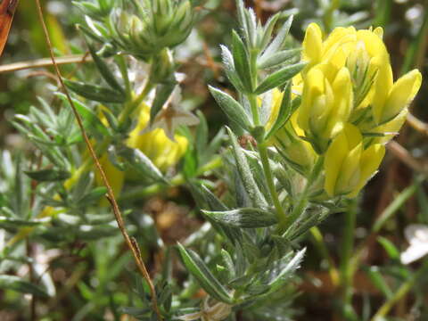 Image of Aspalathus heterophylla subsp. lotoides (Thunb.) R. Dahlgren