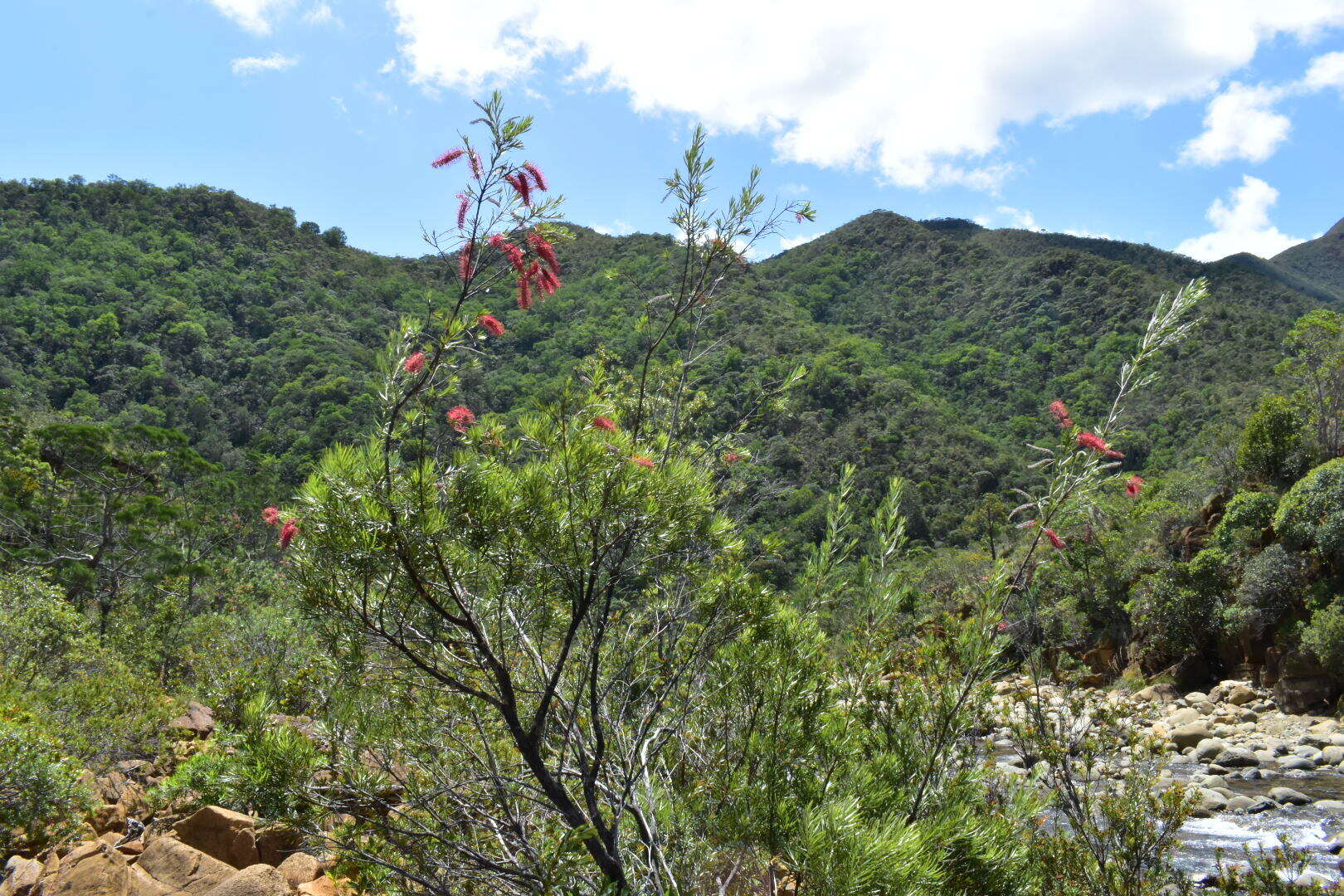 Image of Grevillea gillivrayi Hook.