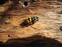 Image of Western Yellowjacket