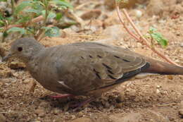 Imagem de Columbina minuta (Linnaeus 1766)