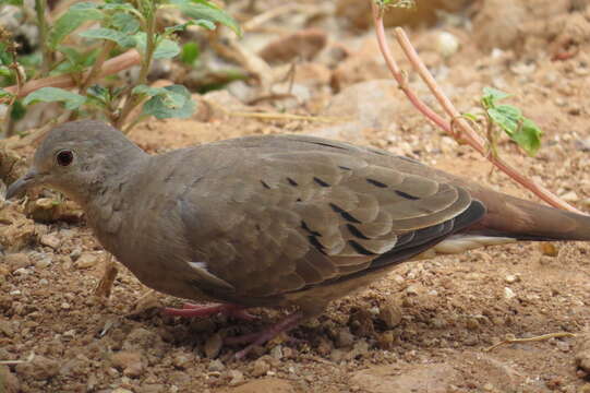 Imagem de Columbina minuta (Linnaeus 1766)