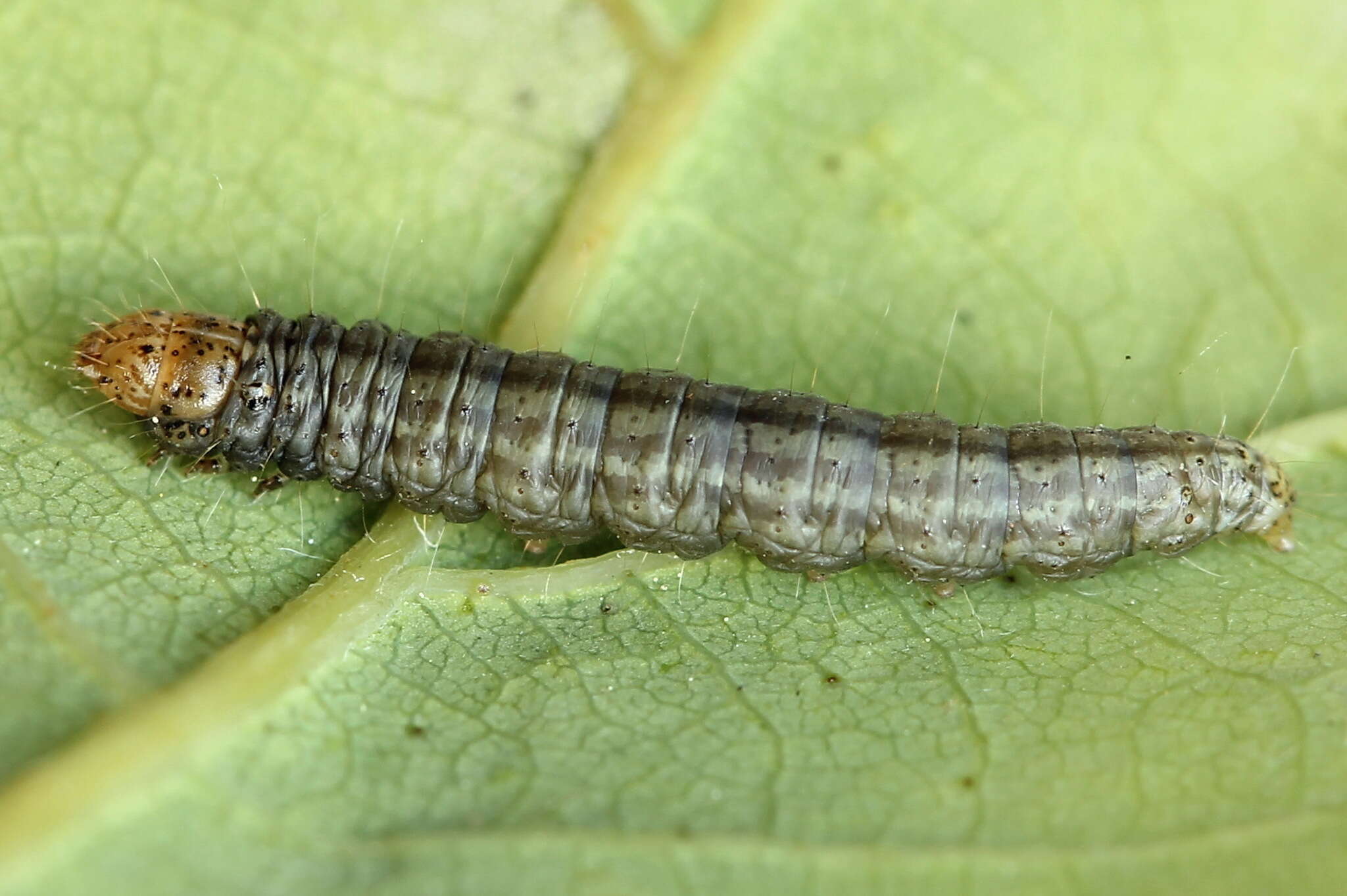 Acrobasis consociella Hübner resmi