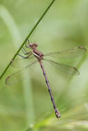 Image of Great Spreadwing