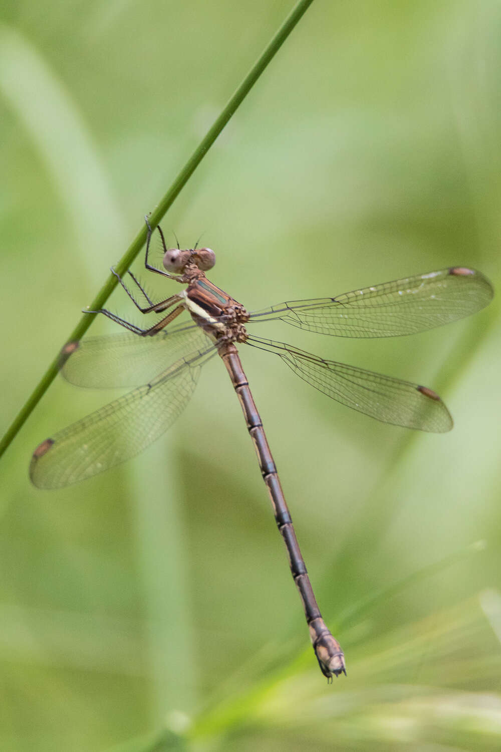 Image of Great Spreadwing