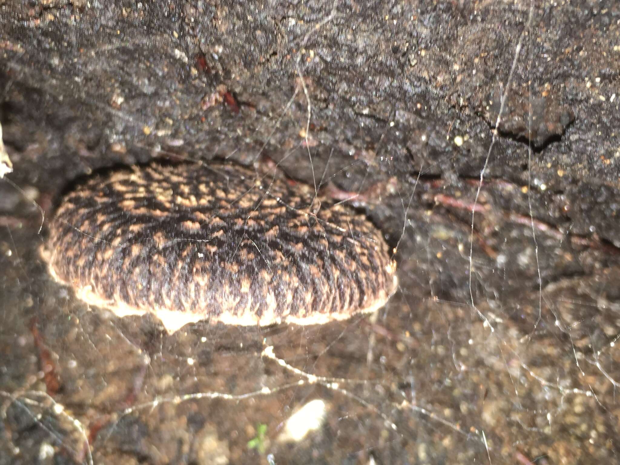 Image of Lentinula novae-zelandiae (G. Stev.) Pegler 1983