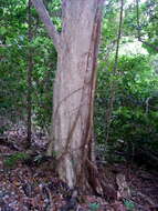 Celtis conferta subsp. amblyphylla (F. Müll.) P. S. Green的圖片