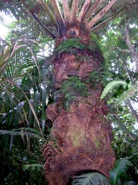 Imagem de Cyathea howeana Domin