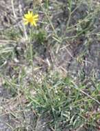 Image of Gutierrezia sericocarpa (A. Gray) M. A. Lane