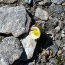 Image of <i>Ranunculus <i>glacialis</i></i> var. glacialis