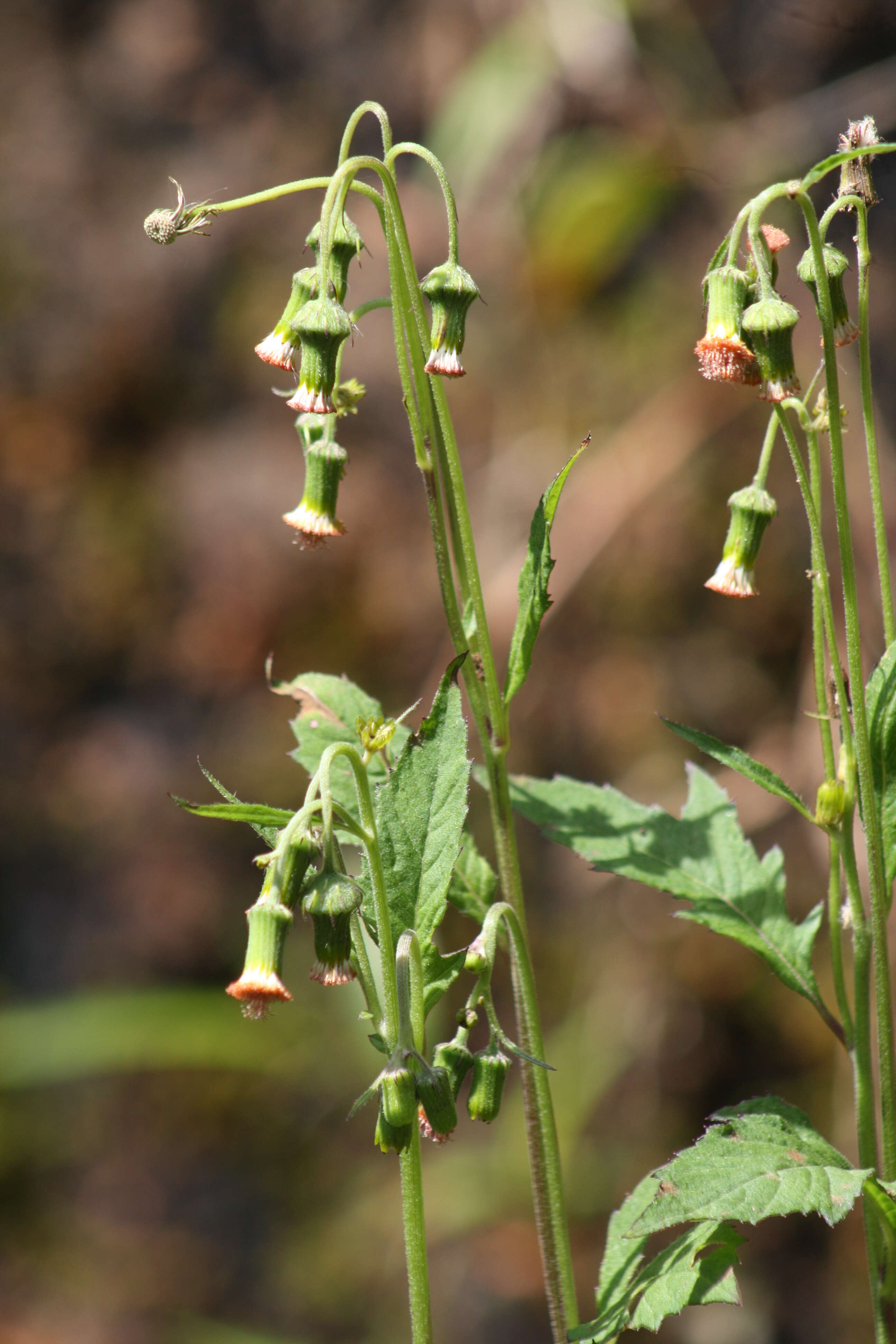 Image of ragleaf