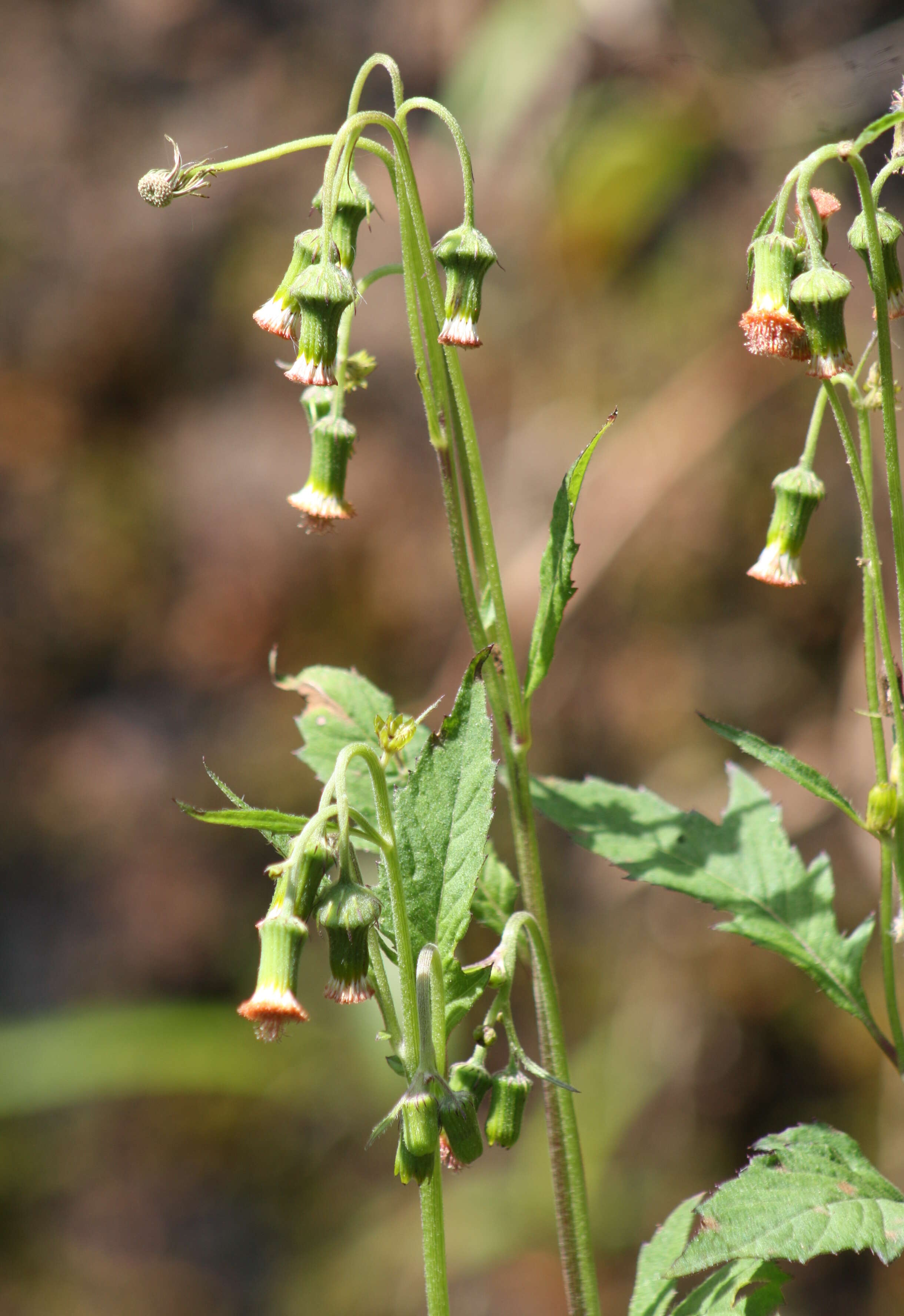 Image of ragleaf