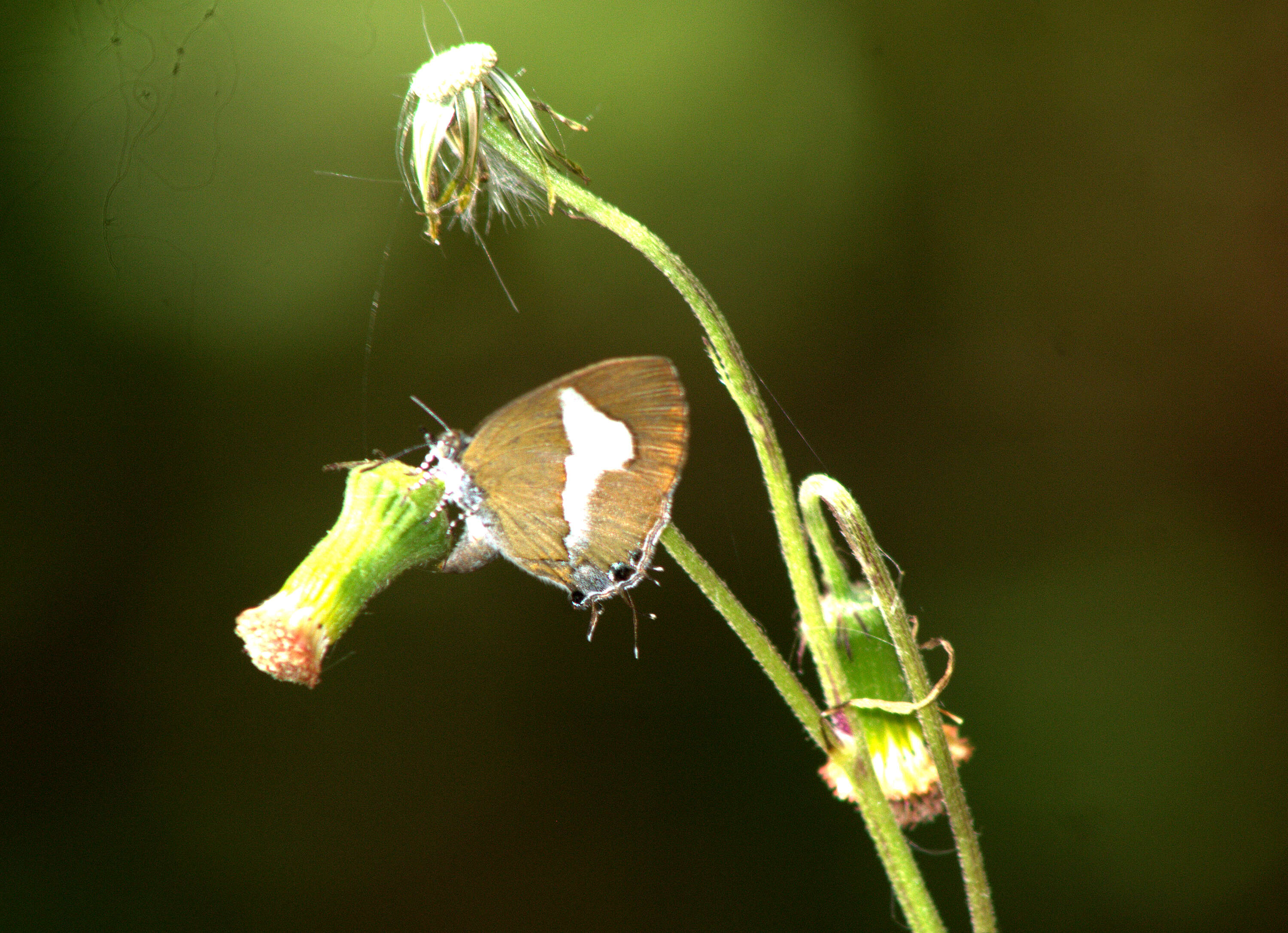 Image of ragleaf