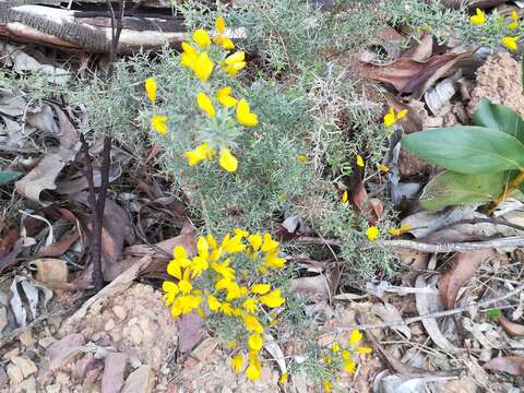 Image de Ulex argenteus subsp. argenteus