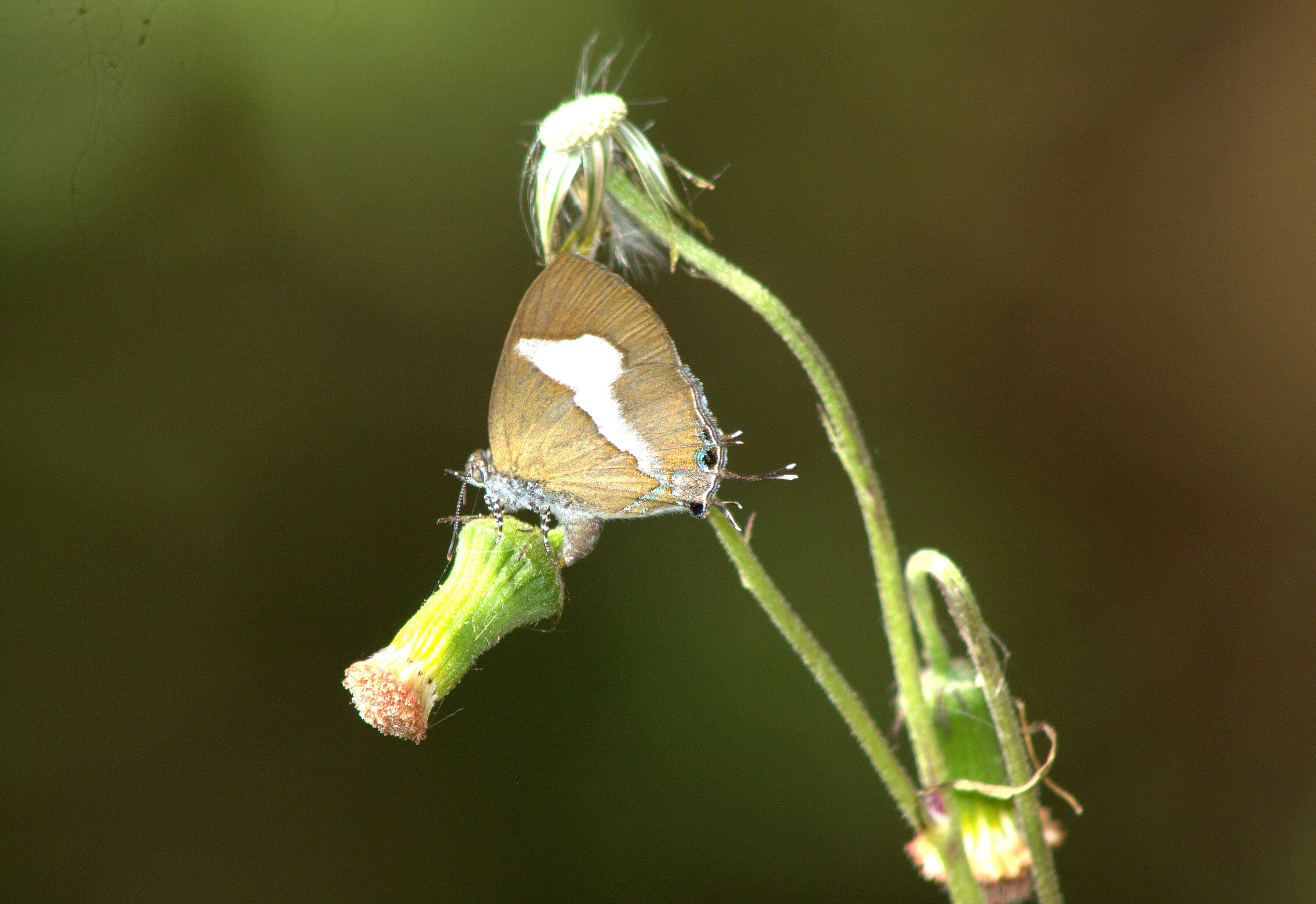 Image of ragleaf