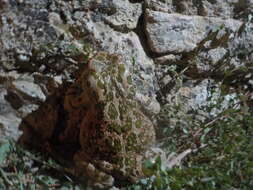 Image of European green toad