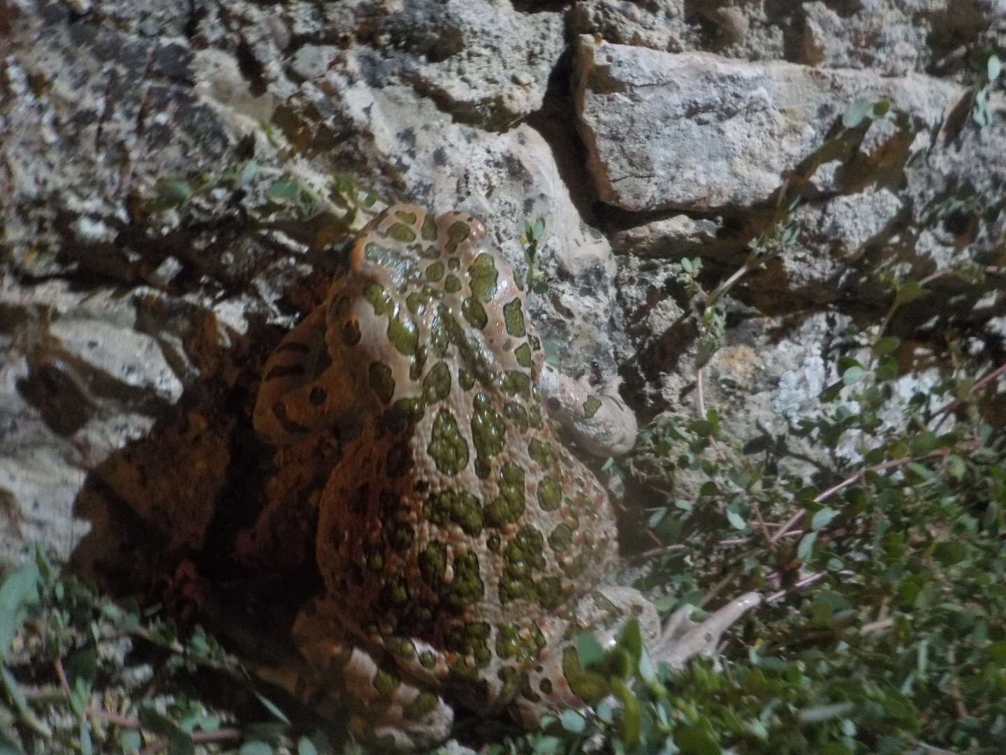 Image of European green toad