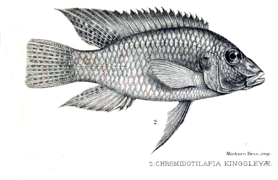 Image of Chromidotilapia