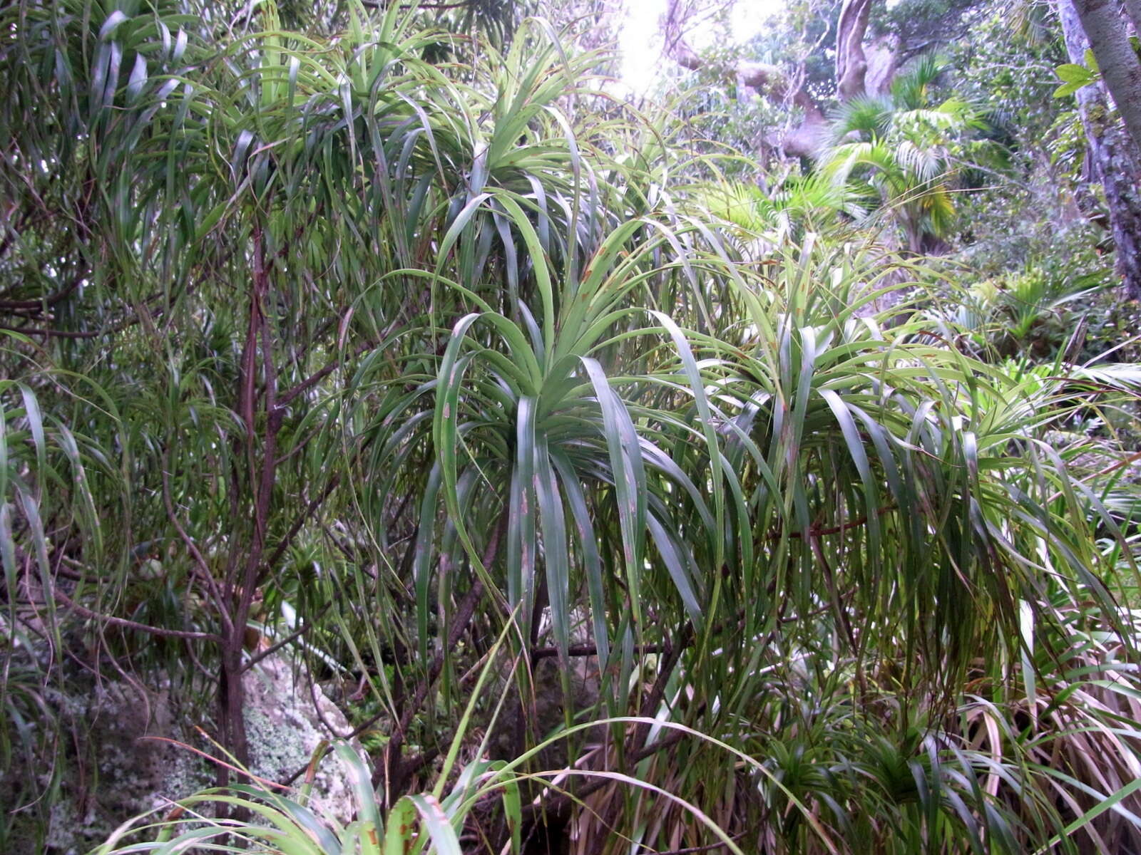 Dracophyllum fitzgeraldii F. Muell.的圖片