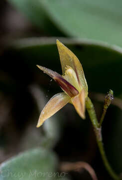 Plancia ëd Anathallis minutalis (Lindl.) Pridgeon & M. W. Chase