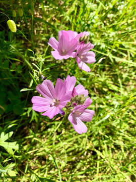 Image of dwarf checkerbloom