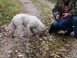 Image of Black Périgord Truffle