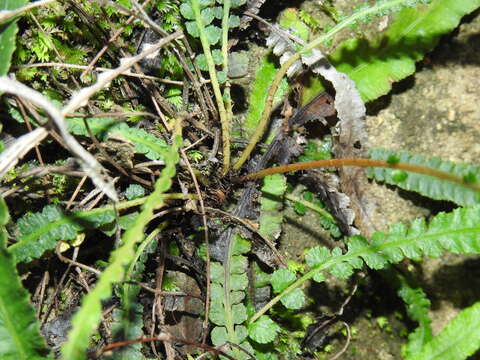 Image of Asplenium attenuatum R. Br.