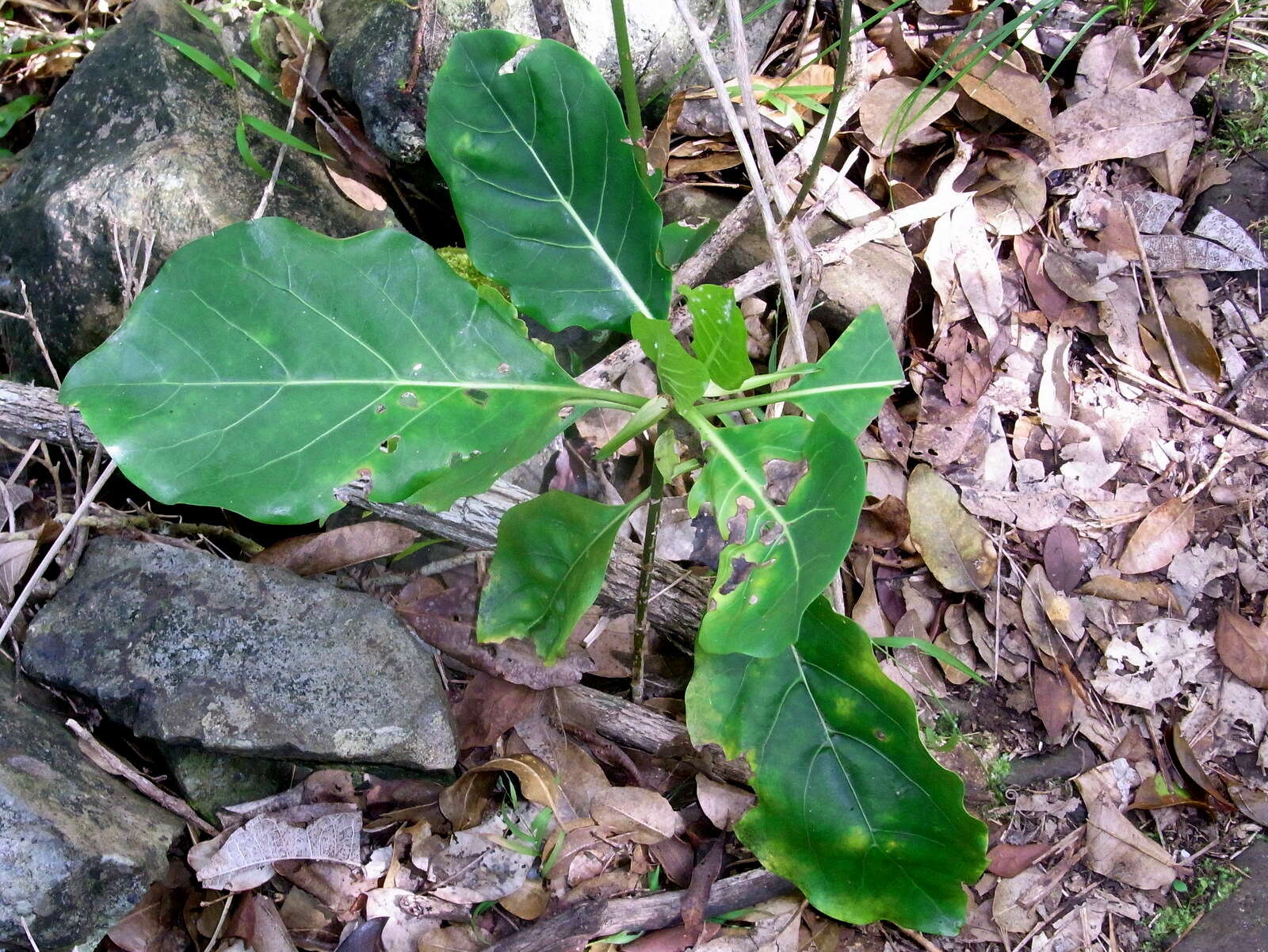 Image of Atractocarpus