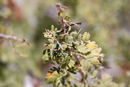 Image of catclaw acacia