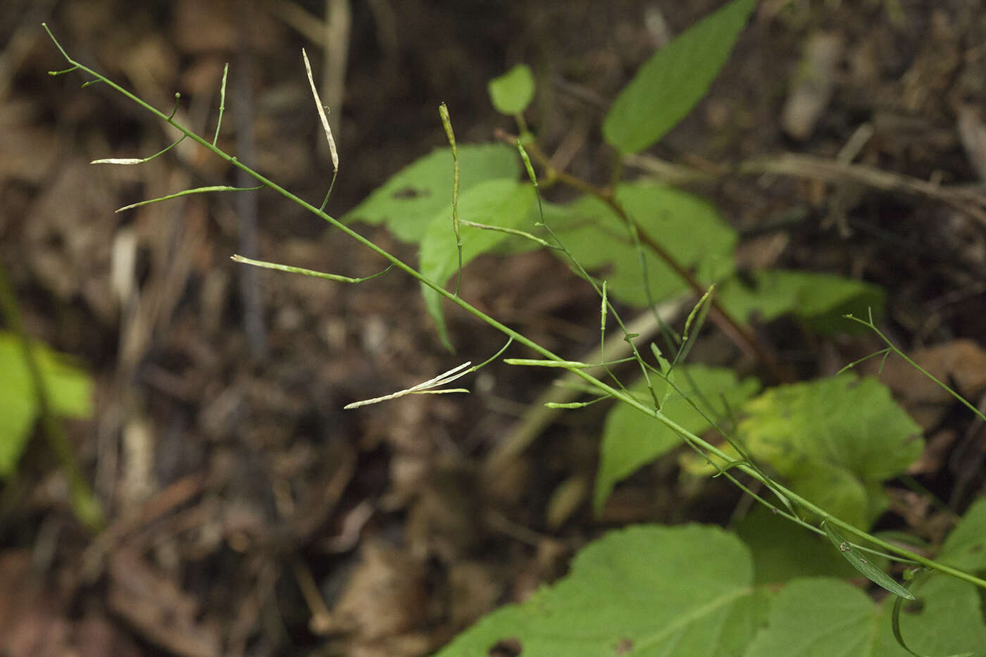 Image of Kamchatka rockcress