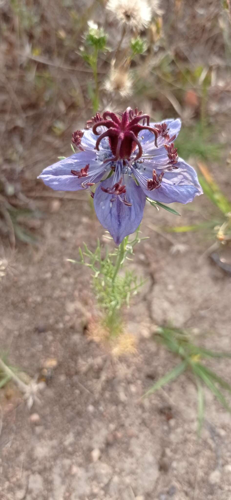 Plancia ëd Nigella papillosa G. López González