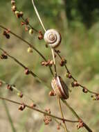 Image of Heath Snail