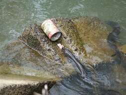 Image of Longfin eel