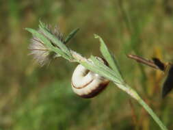 Image of Heath Snail