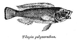 Image of Orthochromis