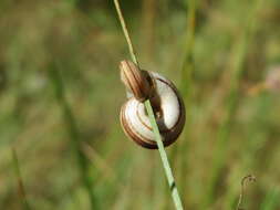 Image of Heath Snail